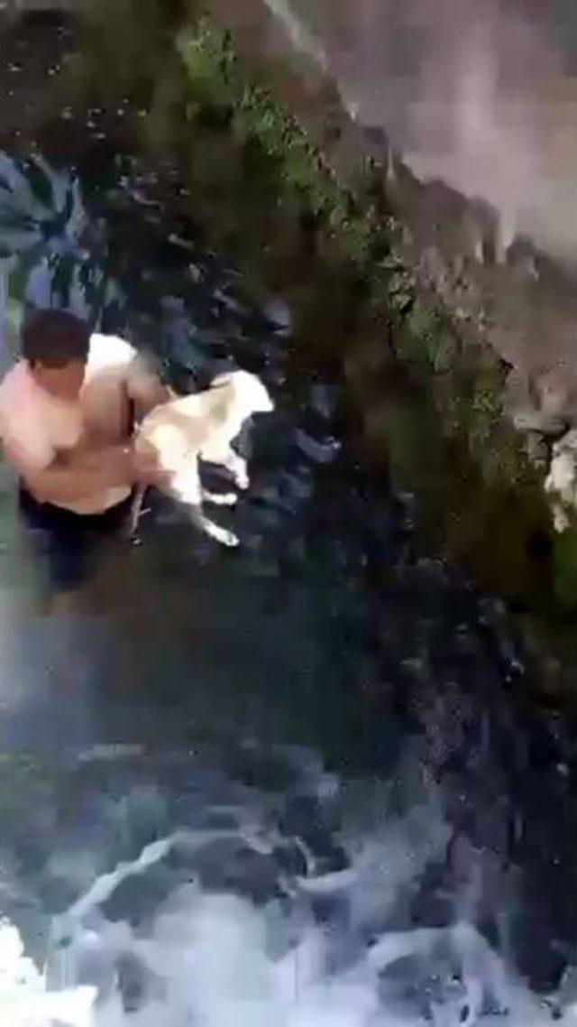 Antalya&rsquo;da Dereye D&uuml;şen Yavru K&ouml;pek Suya Giren Gen&ccedil; Tarafından Kurtarıldı 1