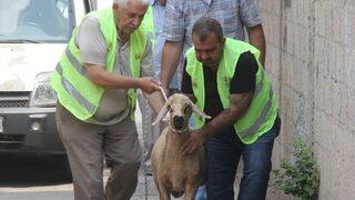 Sürpriz Kurbanlık Gözyaşlarına Boğdu