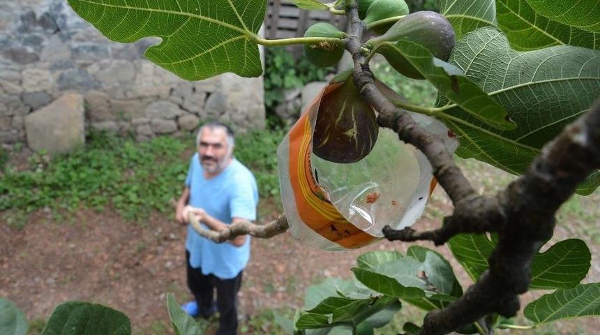 İncir Toplamada Karadeniz Zekası Konuştu