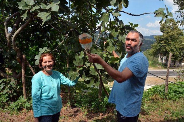 İncir Toplamada Karadeniz Zekası Konuştu