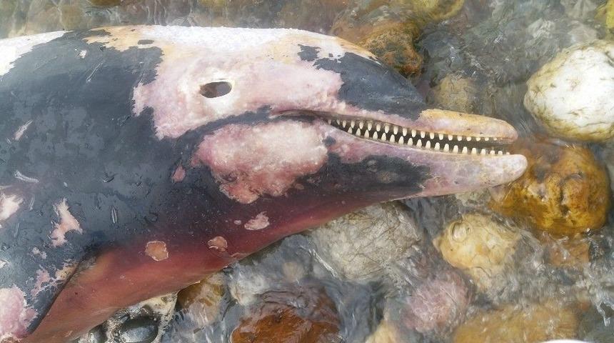 Kuyruğu Kesilen &Ouml;l&uuml; Yunus Sahile Vurdu