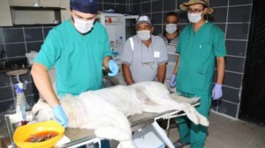 Ereğli’de Sokak Hayvanları Kısırlaştırılıyor