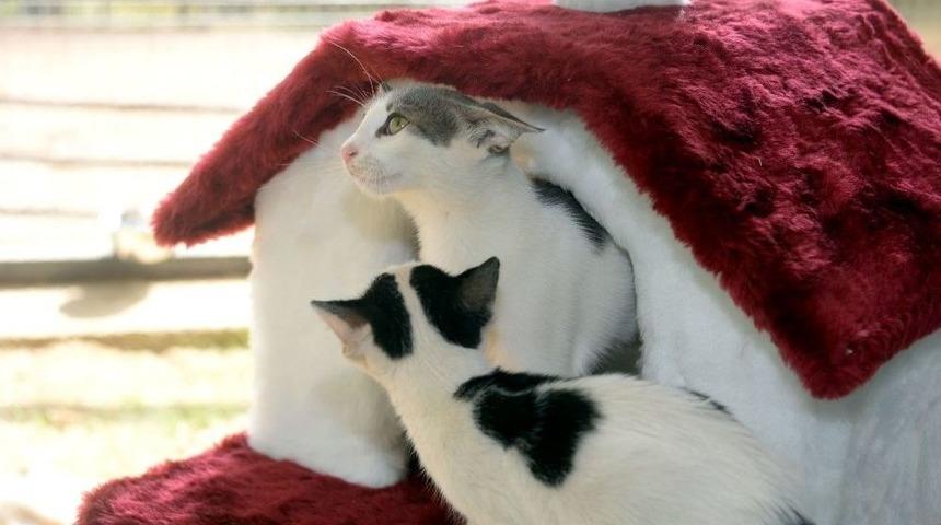 Can Dostları Osmangazi’de Sahiplerini Bekliyor