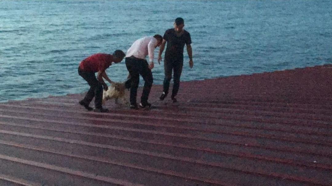 50 Metrelik &Ccedil;atıda D&uuml;şme Tehlikesi Ge&ccedil;iren K&ouml;peği Vatandaşlar Kurtardı