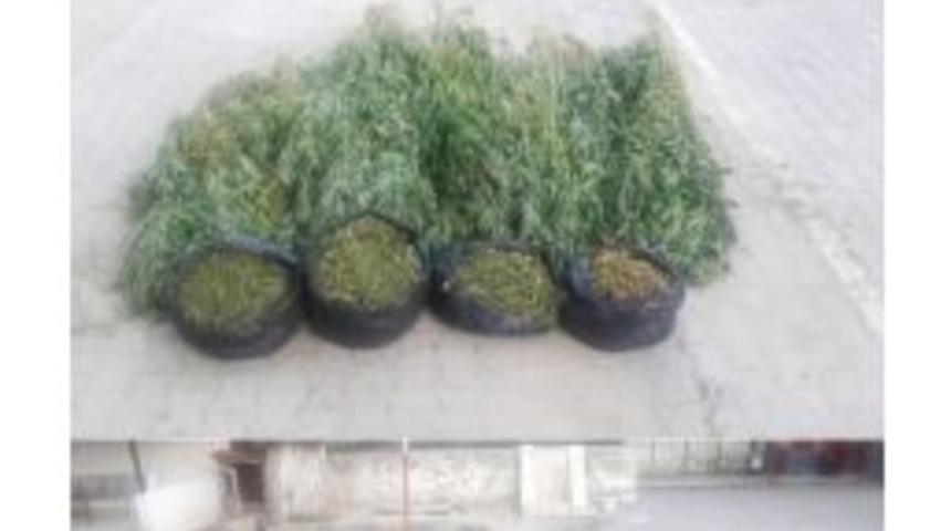 Denizli&rsquo;de Yaklaşık 6 Kilo Esrar Ele Ge&ccedil;irildi