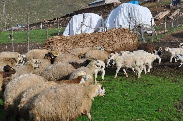 Muş’ta Koyun Ve Kuzuların Buluşması Renkli Görüntülere Sahne Oldu