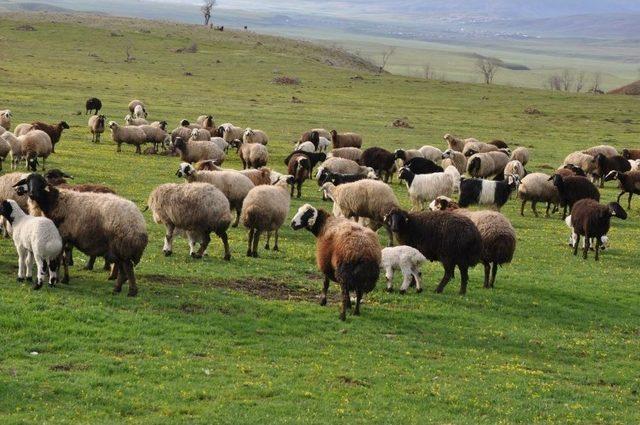 Muş’ta Koyun Ve Kuzuların Buluşması Renkli Görüntülere Sahne Oldu