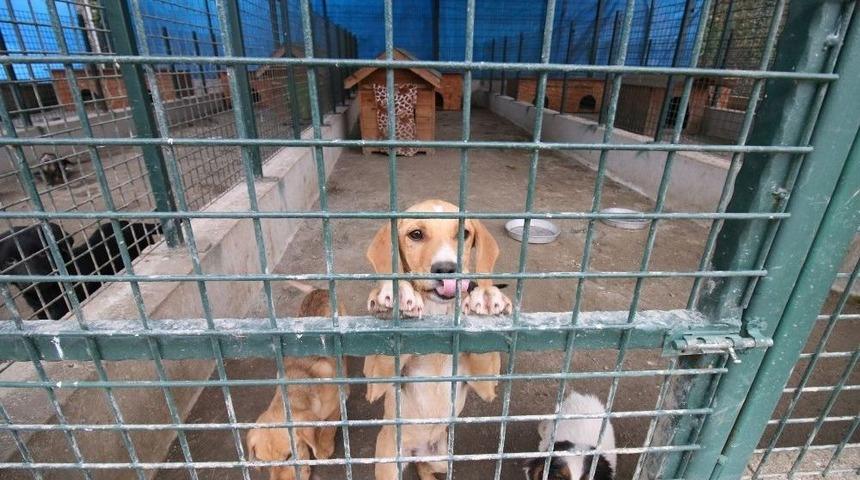 Sokak Köpekleri Sahipsiz Değil