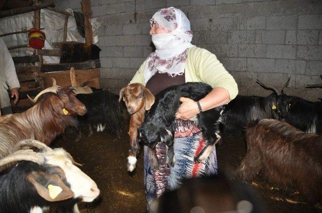 Muş’ta Koyun Ve Kuzuların Buluşması Renkli Görüntülere Sahne Oldu