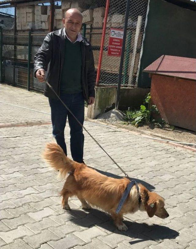 Sokak Köpekleri Sahipsiz Değil