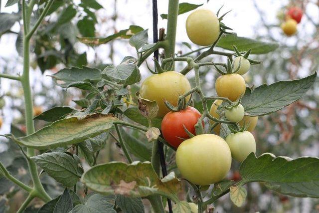 Manisa’da Seracılık Destekleri Örnek Oldu