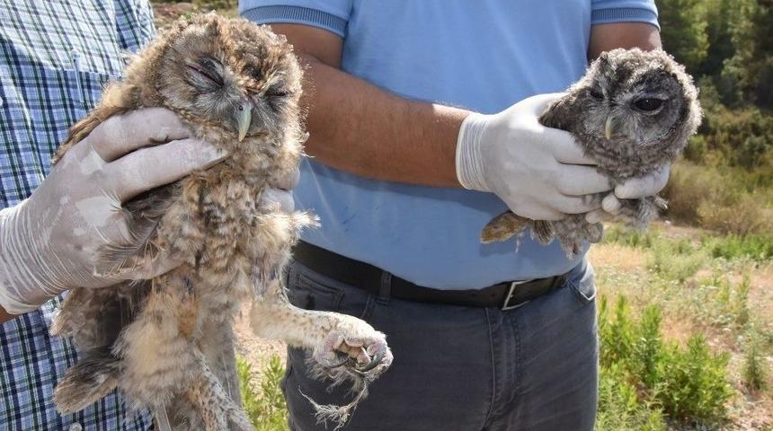 Tedavileri Tamamlanan 2 Baykuş Doğaya Salındı