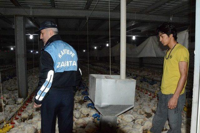 Kartepe’de Bulunan Tavuk Çiftliklerinde Sıkı Denetim