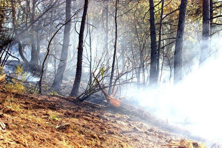 Bursa’da 2 Orman Yangını Çıktı, Ekipler Anında Müdahale Etti G4