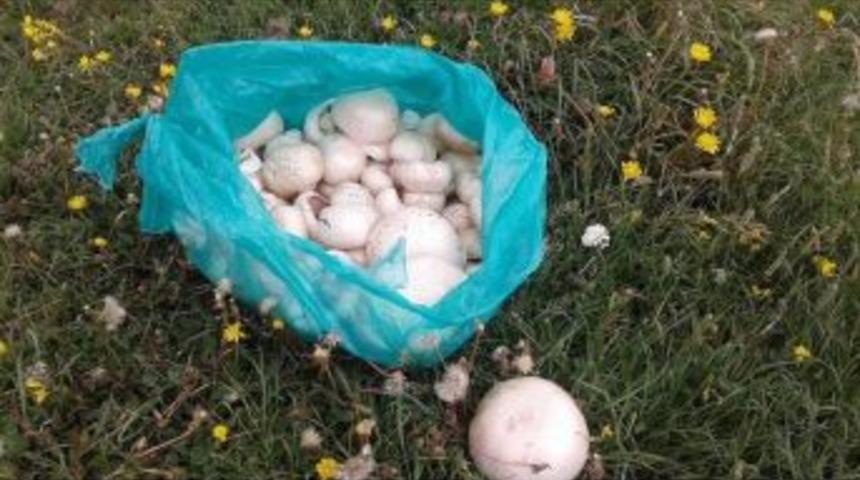 &Ccedil;ıldır&rsquo;da Mantar Bolluğu