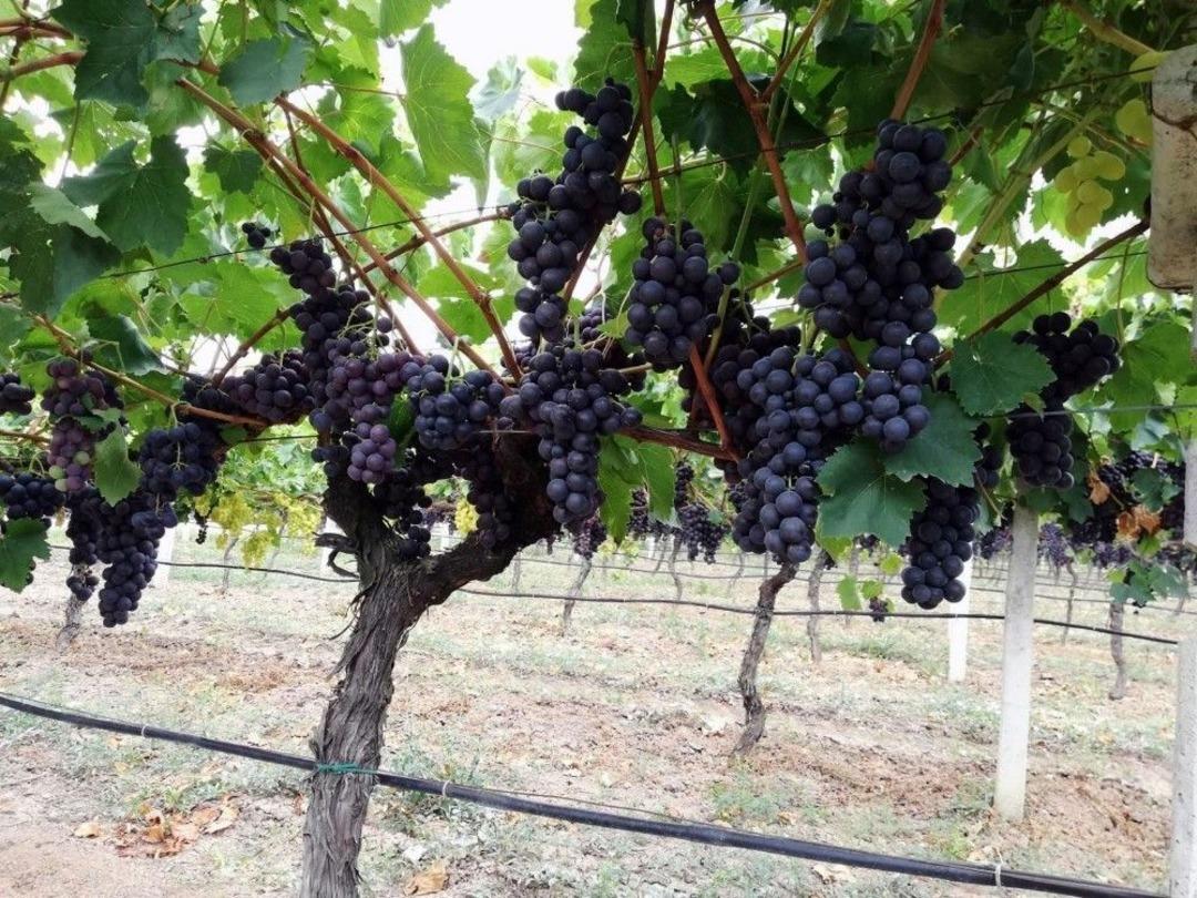 (&ouml;zel) Yılın İlk &Uuml;z&uuml;m Hasadı Sakarya&rsquo;da Başladı