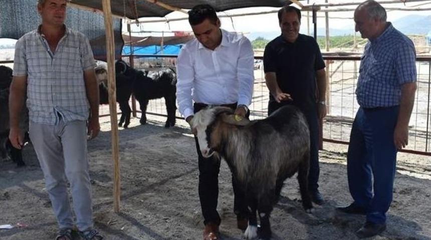 Mersin&rsquo;de Kurban Satış Yerleri Denetlendi