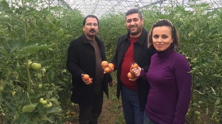 İslahiye Myo&rsquo;da Organik Tarım &Ouml;ğrencileri Organik Domates Yetiştirdi