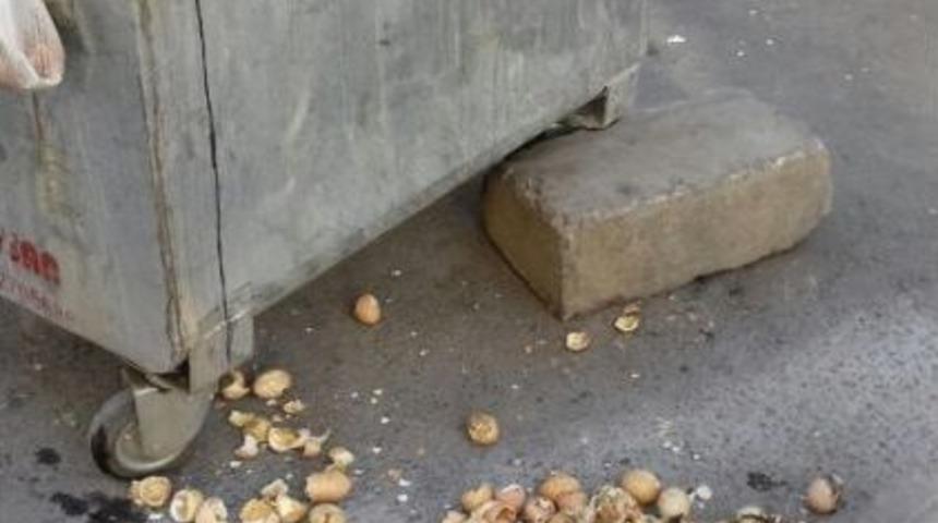 &Ccedil;&ouml;pe Atılan Yumurtalardan Civciv &Ccedil;ıktı