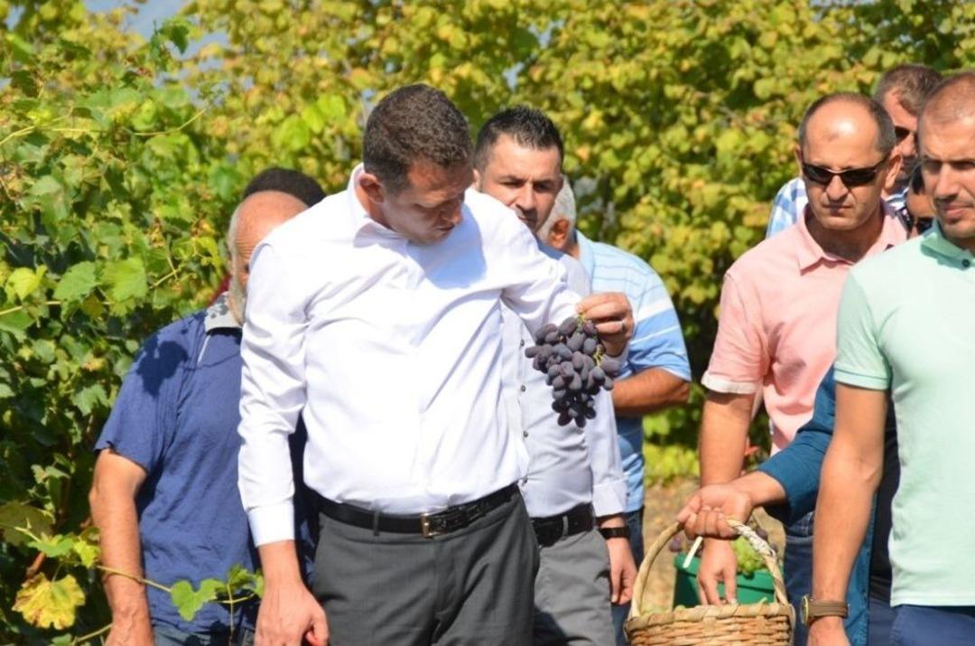 Safranbolu&rsquo;da &Ccedil;avuş &Uuml;z&uuml;m&uuml; Hasadı Başladı