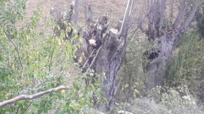 Kestiği Ağacın Altında Kalan Şahıs Hayatını Kaybetti