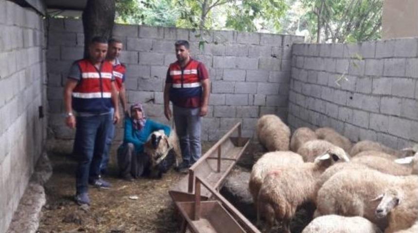 &Ccedil;alınan Koyunlarına Kavuşan Kadının Sevinci