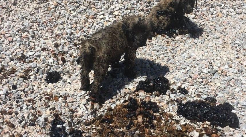 Zifte Saplanan K&ouml;pek Yavruları &Ouml;lmek &Uuml;zereyken Kurtarıldı
