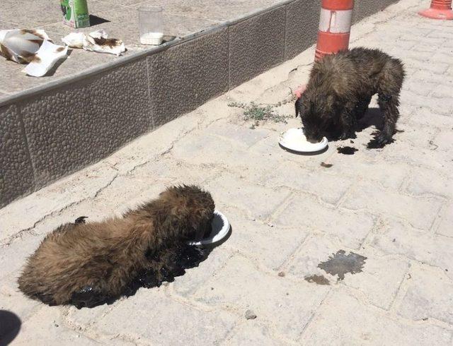 Zifte Saplanan Köpek Yavruları Ölmek Üzereyken Kurtarıldı