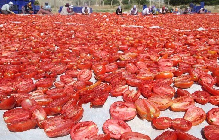 Tonlarca Domates Kurutulup Dünyaya Satılıyor G2