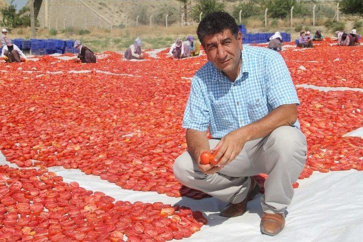 Tonlarca Domates Kurutulup Dünyaya Satılıyor G3
