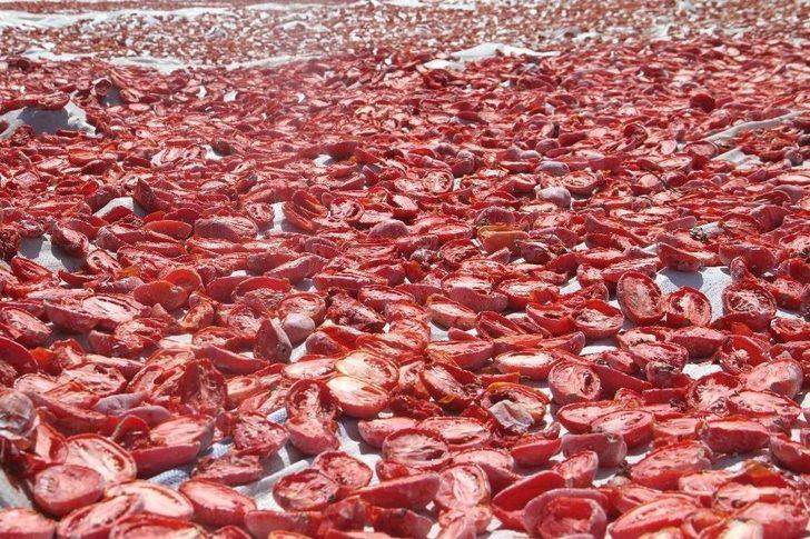 Tonlarca Domates Kurutulup Dünyaya Satılıyor G5