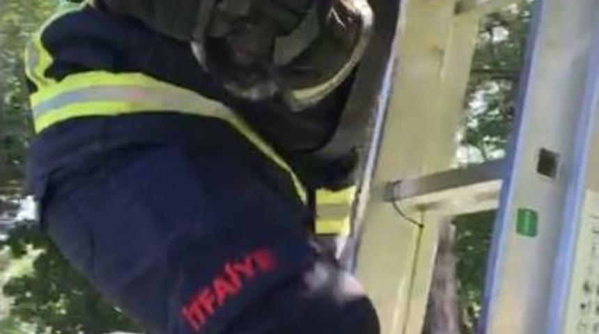 Ağaçta Mahsur Kalan Kedi İtfaiye Tarafından Kurtarıldı