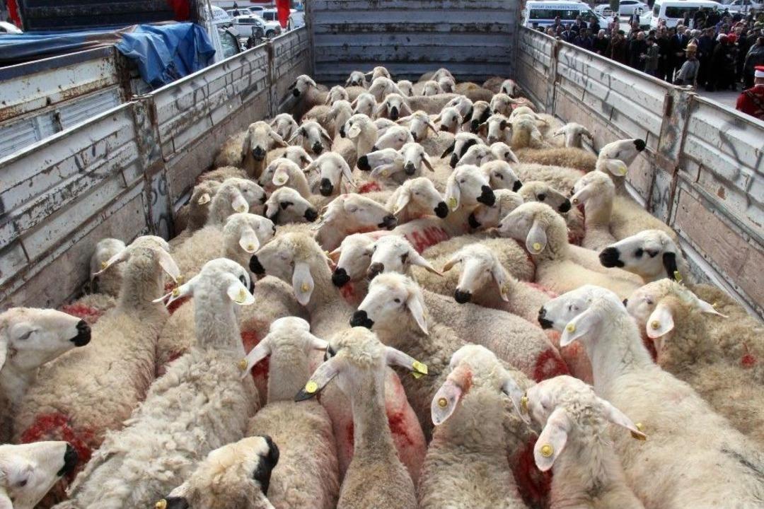 Mehmet&ccedil;ik İ&ccedil;in Kurbanlık Koyun G&ouml;nderildi