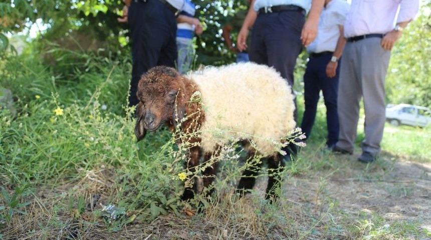 &Ccedil;&ouml;p Konteynerinde Bulunan Kuzuya Belediye Sahip &Ccedil;ıktı