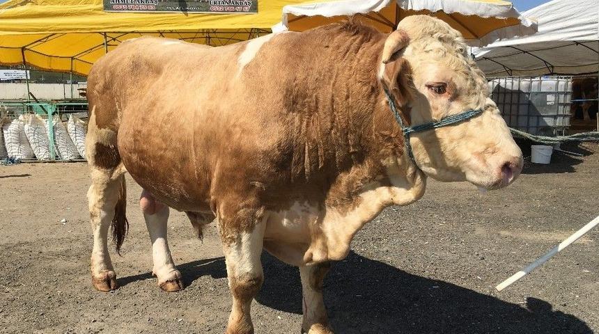 Pazarın Paşası 21 Bin Liraya Alıcı Buldu