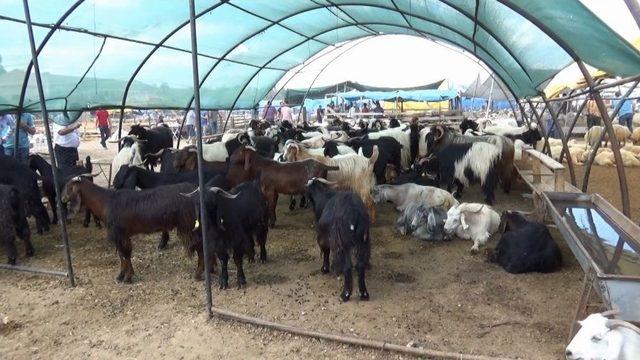 Kırıkkale’de Kurban Pazarı Hareketlendi