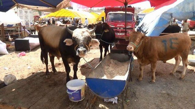 Kırıkkale’de Kurban Pazarı Hareketlendi