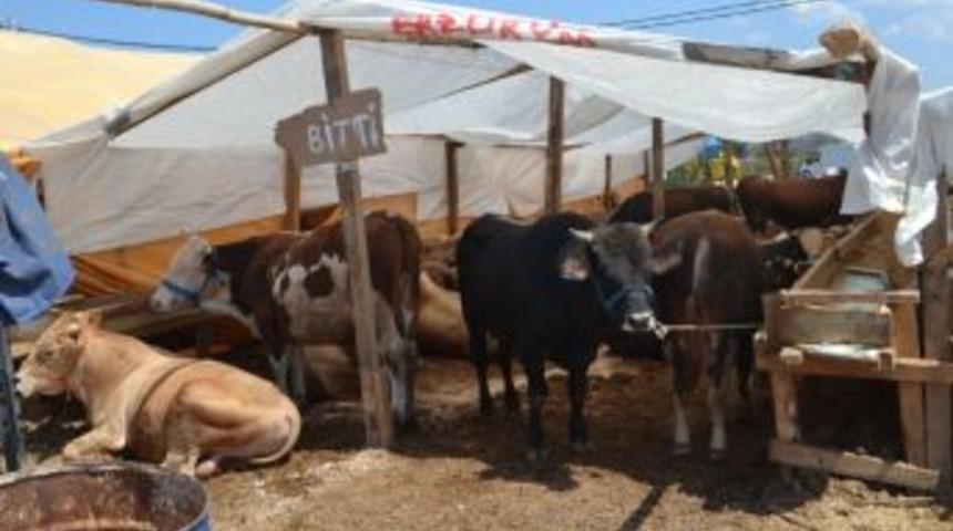 Bazı Pazarlarda Kurbanlıklar Bitti