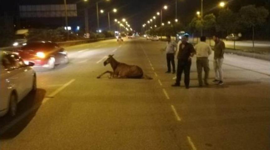 Aracıyla Ata &Ccedil;arpıp Ka&ccedil;an S&uuml;r&uuml;c&uuml; Her Yerde Aranıyor