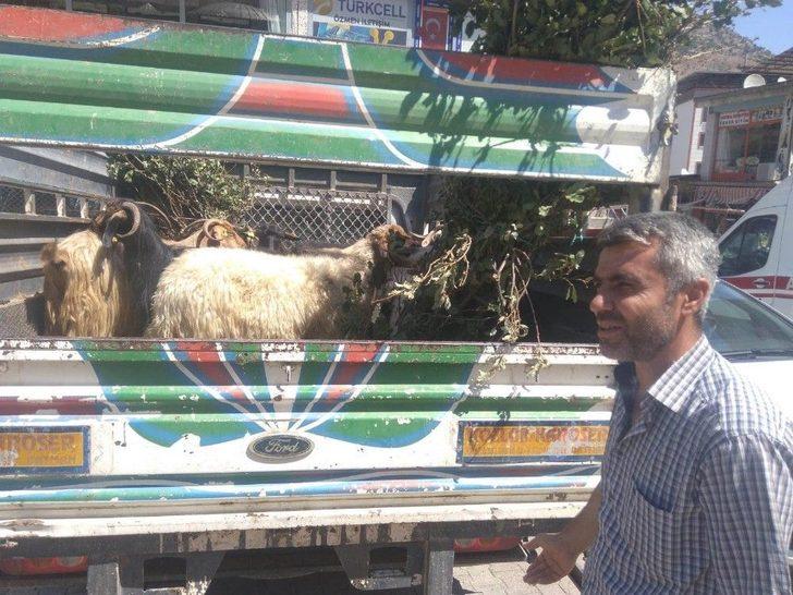 Fiyatlar Yüksek Olunca Vatandaş Keçiye Yöneldi G1