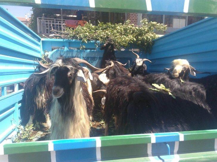 Fiyatlar Yüksek Olunca Vatandaş Keçiye Yöneldi G2