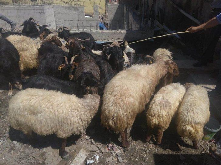 Fiyatlar Yüksek Olunca Vatandaş Keçiye Yöneldi G3