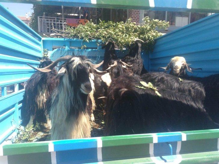 Fiyatlar Yüksek Olunca Vatandaş Keçiye Yöneldi G4