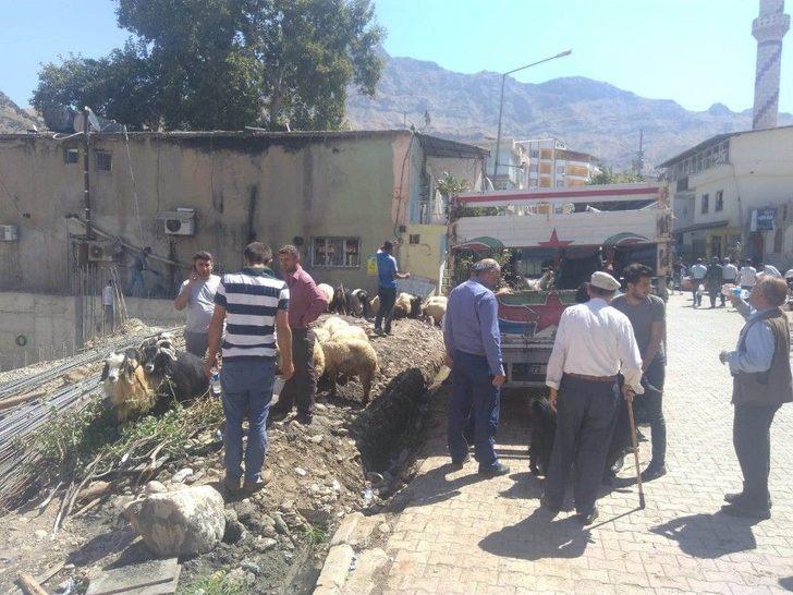 Fiyatlar Yüksek Olunca Vatandaş Keçiye Yöneldi G5