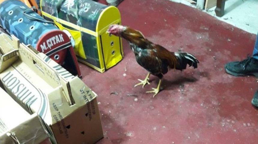 &ldquo;horoz&rdquo; D&ouml;v&uuml;şt&uuml;ren 6 Kişiye 16 Bin 500 Lira Para Cezası