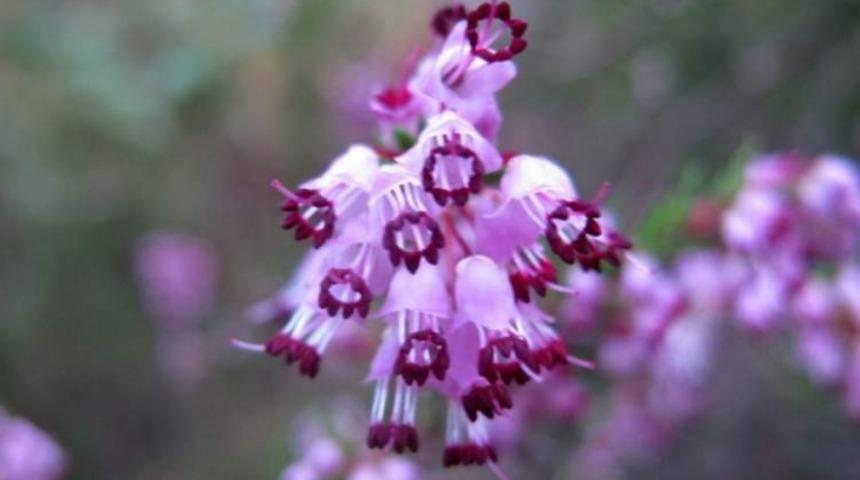 Her Derde Deva Beş Mucize Bitki