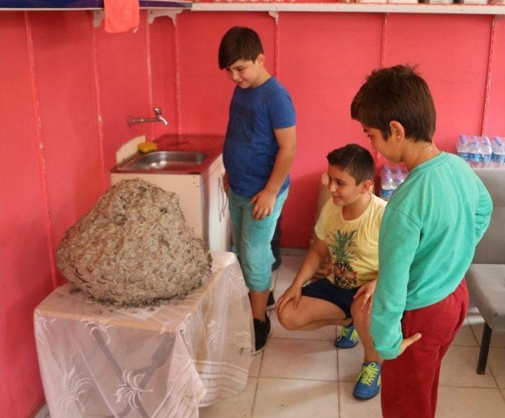 Yaban Arısı Kovanı İlgi Odağı Oldu G1