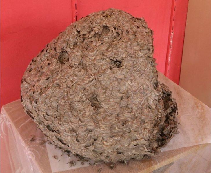 Yaban Arısı Kovanı İlgi Odağı Oldu G2