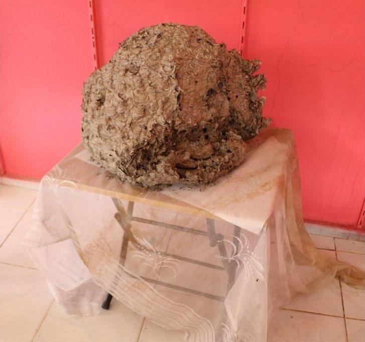 Yaban Arısı Kovanı İlgi Odağı Oldu G3