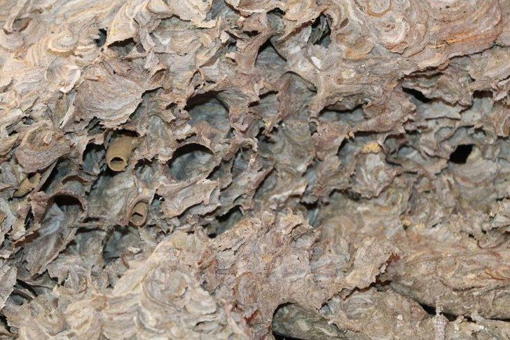 Yaban Arısı Kovanı İlgi Odağı Oldu G4